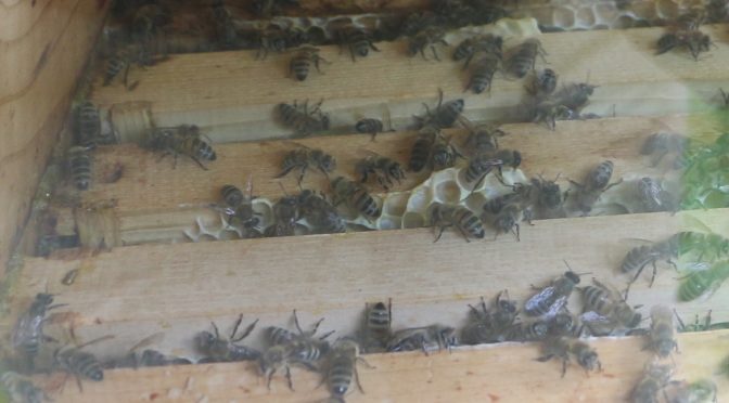 Glyphosat tötet Bienen